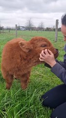 Cute Baby Highland Cow