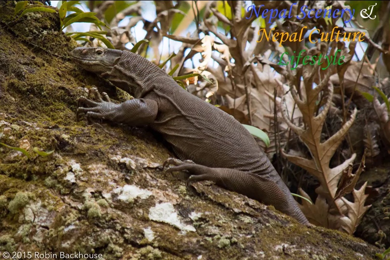 ⁣Reptiles Found In Nepal _ Reptiles Of Nepal _ Rare Reptiles In The World __HD