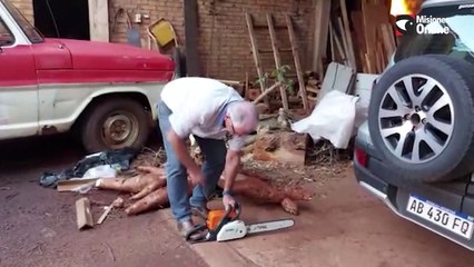 Cosecharon una mandioca de más de 65 kilos