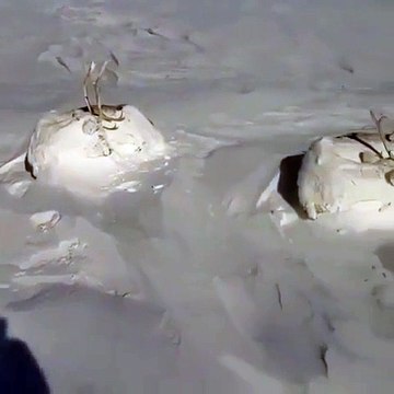Il pense que ces 2 caribous sont morts, congelés dans la neige... pas du tout