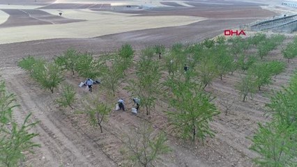 ELAZIĞ'DA BADEM HASADI BAŞLADI