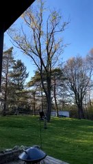 Toppling Timber Goes Terribly Wrong