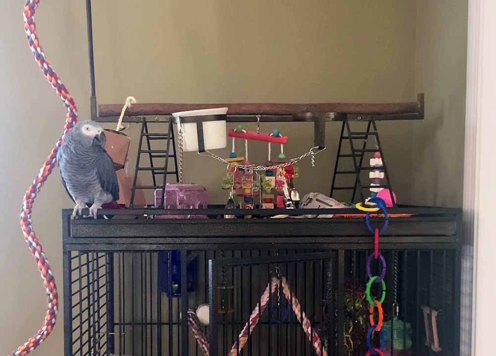 Talking Parrot Tells Cat to Quiet Down