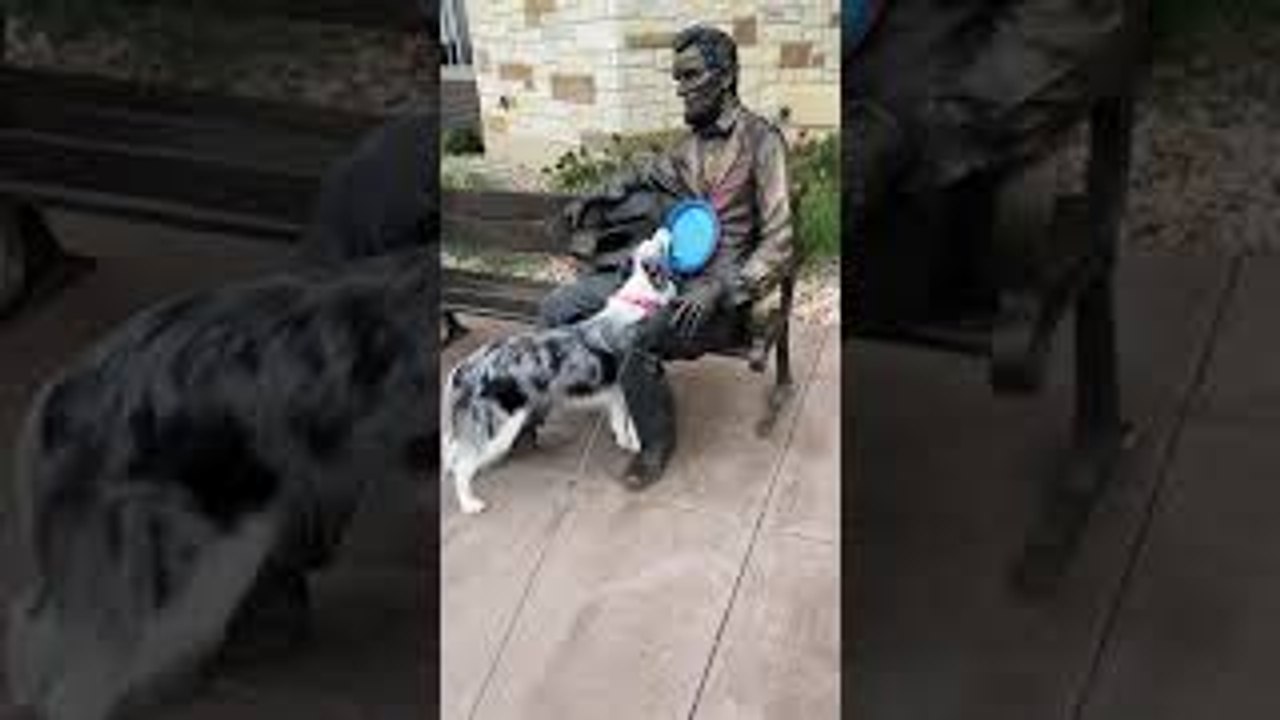 Abe Lincoln Won't Throw Frisbee for Perky Pup