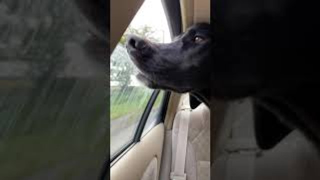 Dog Grabs Smells During Car Ride