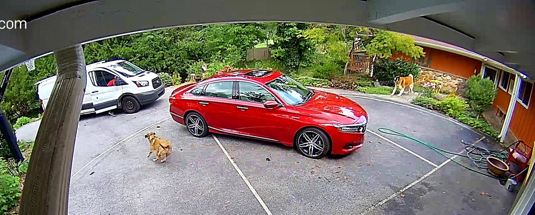 Loose Dogs Scare Delivery Drivers video Dailymotion
