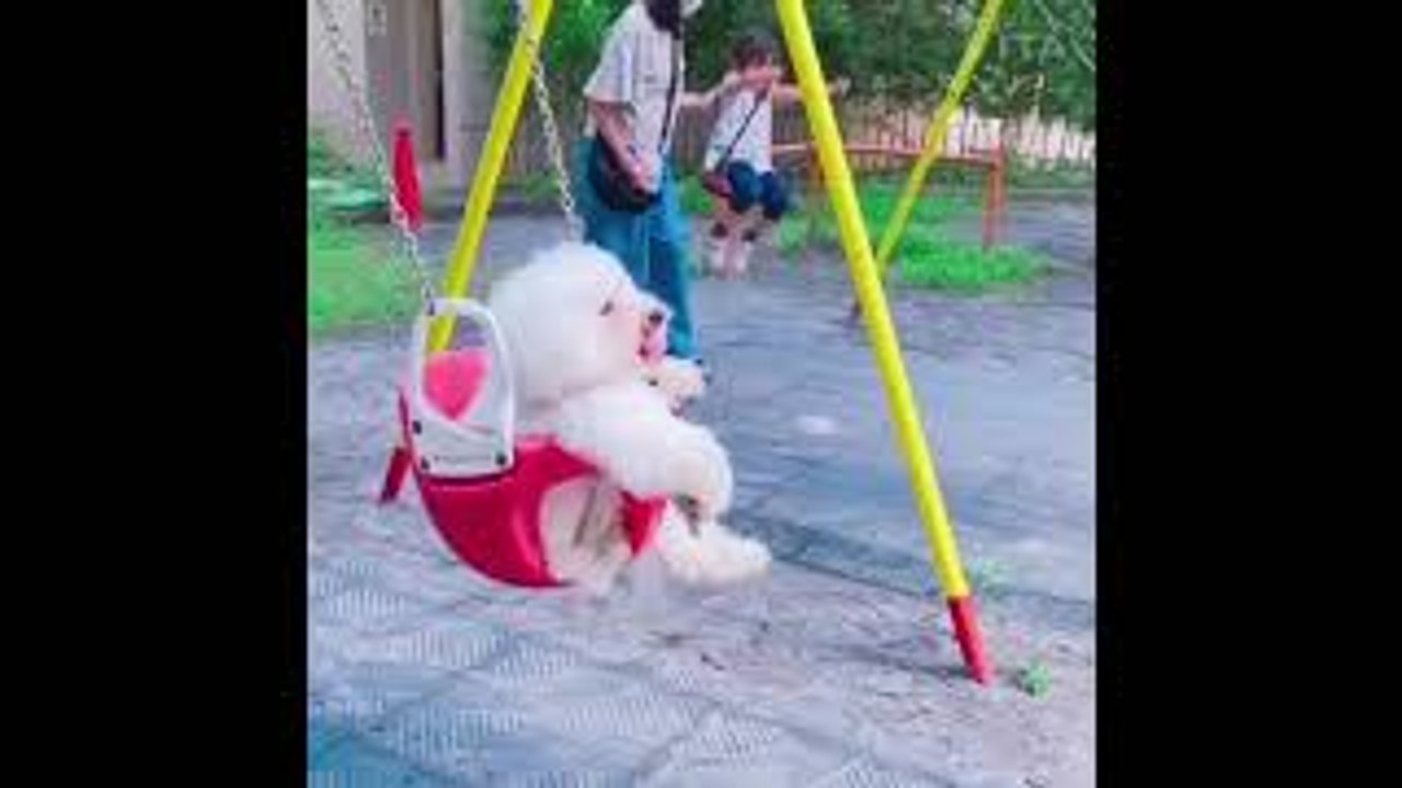 Fluffy Pup Smiles While Swinging