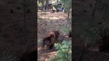 Bear Protects Cubs at Fence