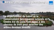 Des chevaux de trait sur l'île aux sternes à Beaugency