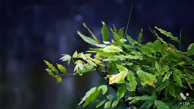 Relaxation music _ Helps to reduce stress _ Nature at it's best _ Drone shots