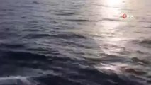 Yunuslar tekneyle yarıştı