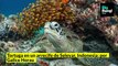 Las impresionantes imágenes en las profundidades del mar,  captadas por fotógrafos submarinistas