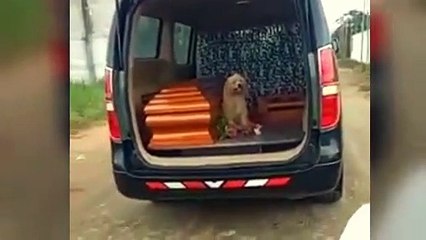 Perrito se niega a dejar a su dueña fallecida de 95 años y se sube al el coche fúnebre