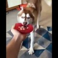 Funny And SOO Cute Husky Puppies Compilation #23 - Cutest Husky Puppy
