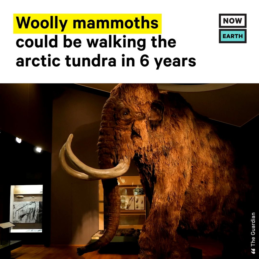 ⁣Firm Raises $15M to Bring Back Wooly Mammoth from Extinction