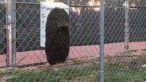 Un essaim d'abeilles se forme sur une poubelle