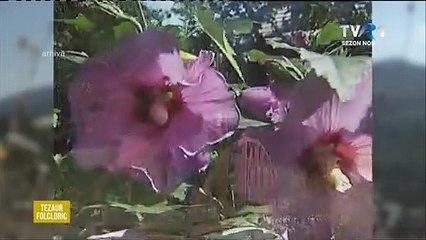 Benone Sinulescu - Cat e Siriul de mare