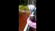 Un guía turístico en Bolivia se hace amigo de un peligroso caimán de los pantanos
