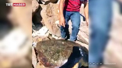 Koluna taş bağlanarak denize atılan caretta caretta kurtarıldı
