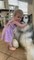 Fluffy Malamute Accepts Hugs from Toddler