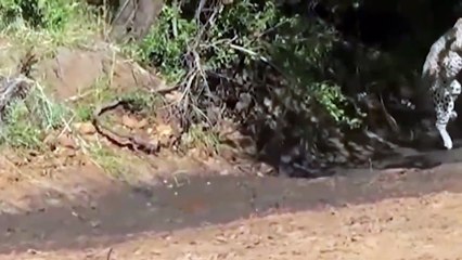 Top Animals Risked Their Lives When Hunting Porcupine _ Lion, Leopard vs Warthog, Honey Badger