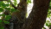 Top 10 Animals Tortured LEOPARD Catastrophically _ Leopard vs Gorilla, Impala, Crocodile, Baboon