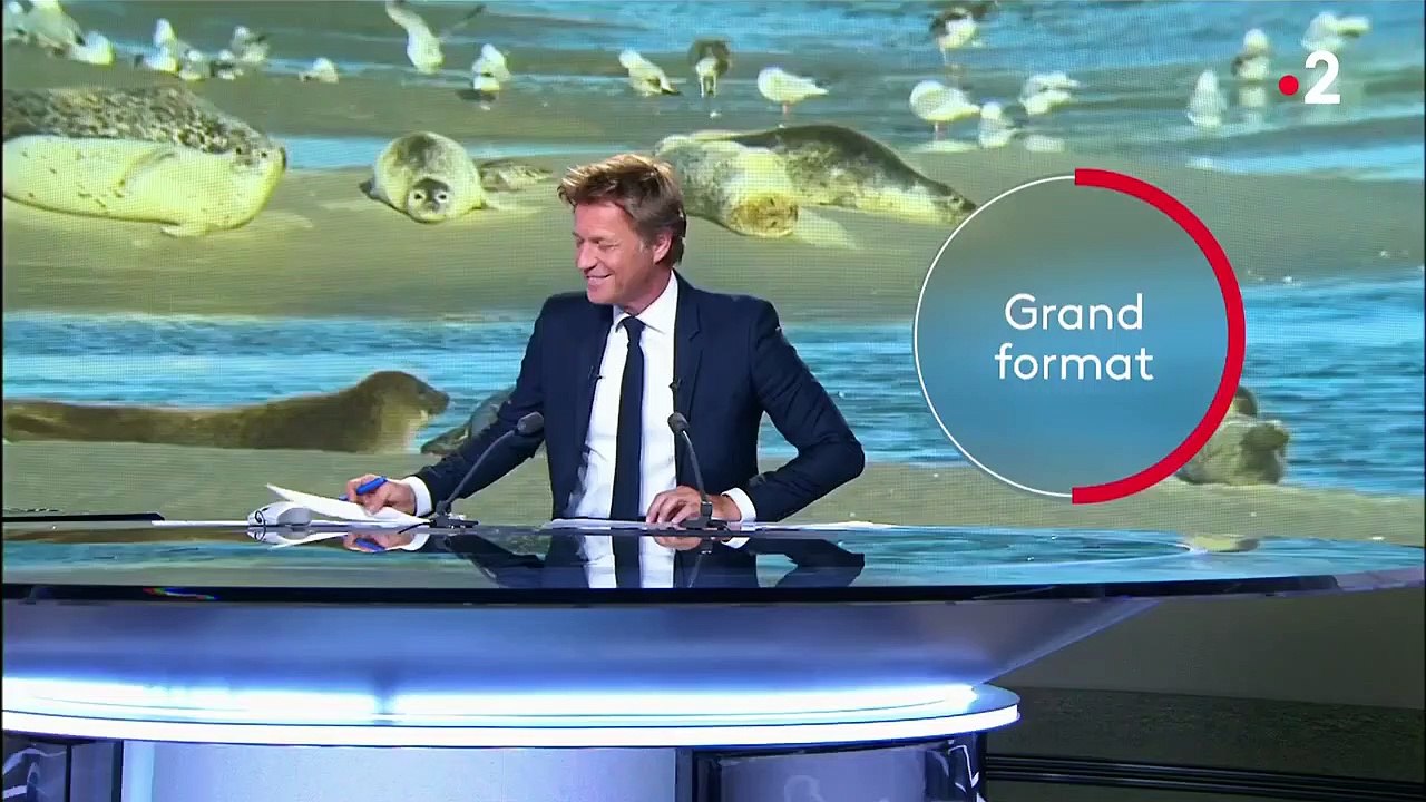 Pas-de-Calais : retour des phoques sur la côte d'Opale