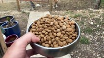 Man tries to feed a baby kangaroo but all it wants to do is box ❤️ so cute!