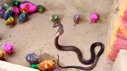 black Cobra vs baby chicks