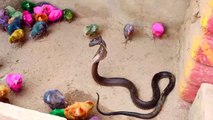 black Cobra vs baby chicks