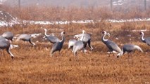 كوريا: طيور الكركي/ المالك الحزين/ في المنطقة المحظورة
