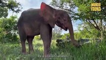 El tierno momento en que una elefanta albina es aceptada en una nueva familia