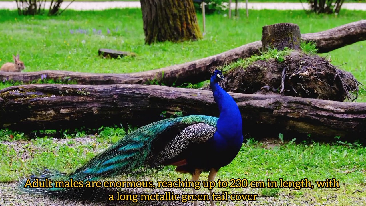 Peacock with Beauty Facts