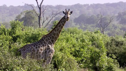 SONY DEMO 4K HDR: Livingstone – Quái vật dưới ống kính thiên tài