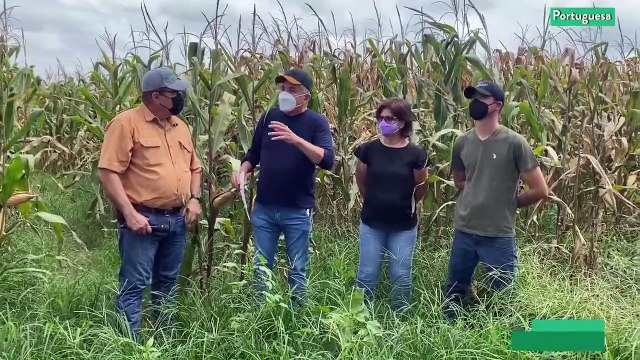 Cultivando Patria | Agrícola Ajuro de Portuguesa estima obtener 6 toneladas de arroz por hectárea