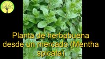 Como obtener  una planta de yerbabuena desde la que compramos en el super (Mentha spicata)