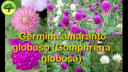 COMO SE GERMINA el amaranto globoso (Gomphrena globosa)