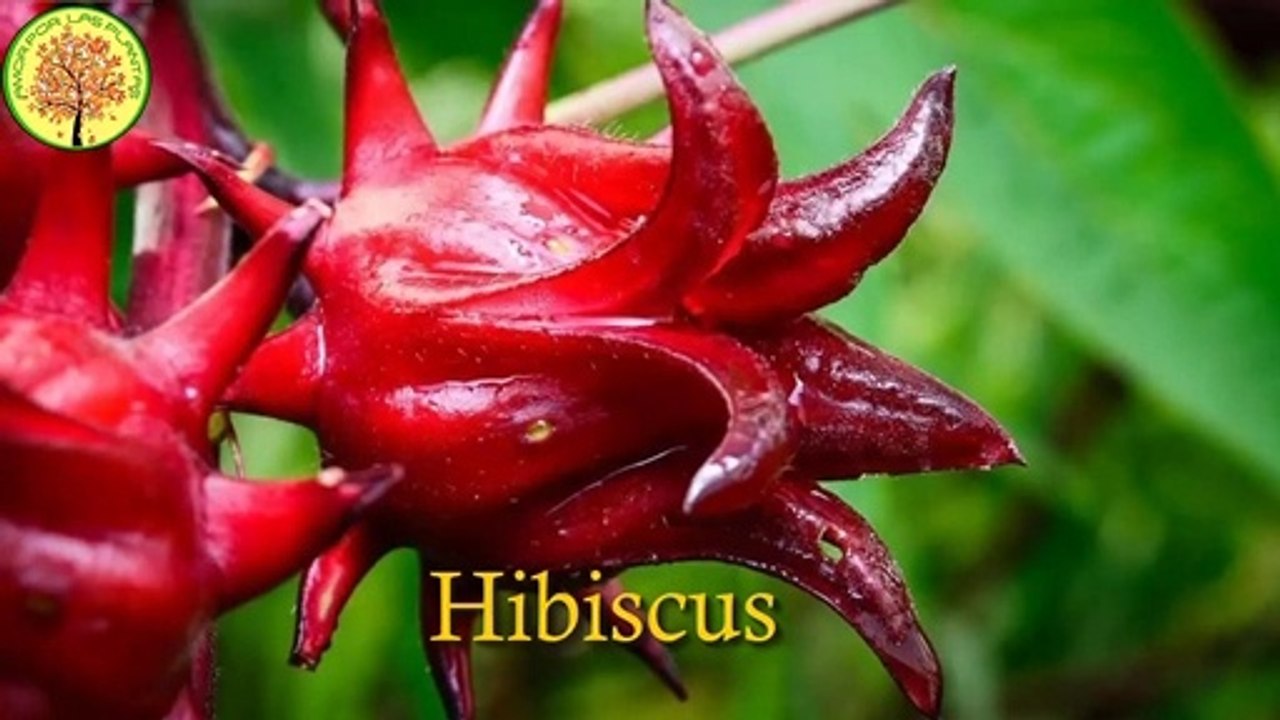 Como se germina la Jamaica (Hibiscus sabdariffa)_ CULTIVO EN MACETAS [][] PROCESO COMPLETO