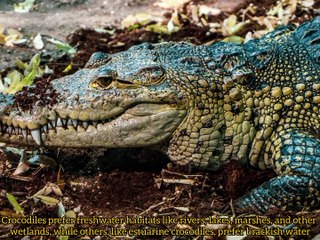 Crocodiles "Predator of Water"