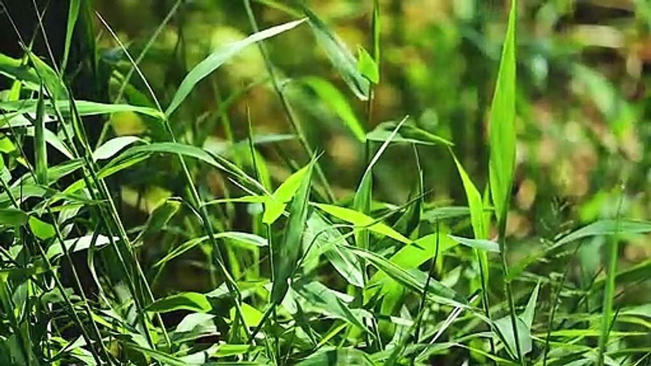 Copyright Free Birds Sounds । My Free Nature । Relaxation