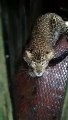 पिंजरे में कैद हुआ आदमखोर तेंदुआ, देखिए वीडियो में कैसे की हमले की कोशिश