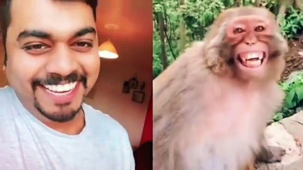 Try not to laugh Troll Prank Dog Funny & fake Lion and Fake Tiger Prank To dog & Huge Box Prank to dog