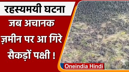 Indonesia : आसामान में उड़ते सैकड़ों पक्षियों ने जमीन पर गिरकर तोड़ा दम, लोग हैरान | वनइंडिया हिंदी