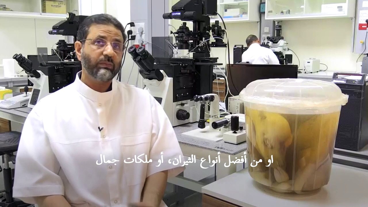 مسابقات الجَمال تُشعل الطلب على استنساخ الإبل في الإمارات