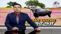 Kas Pathar: कास पठारावर जाताय ? सावधान !