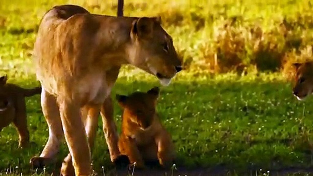 Lions vs Warthog Survival Fight - Warthog Fight Lion To Save Another Bigi Warthog