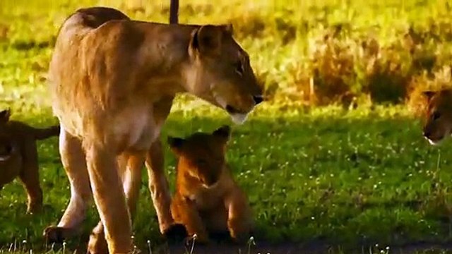 Lions vs Warthog Survival Fight - Warthog Fight Lion To Save Another Bigi Warthog