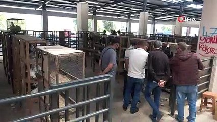 Oto pazarı değil bitpazarı