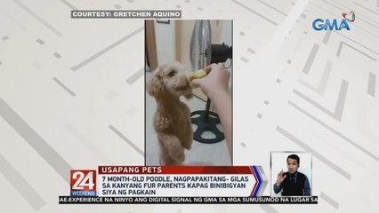 7 month-old poodle, nagpapakitang-gilas sa kanyang fur parents kapag binibigyan siya ng pagkain | 24 Oras Weekend