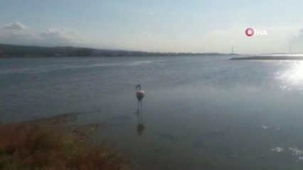 Yorgun flamingo tedavisinin ardından doğaya salındı